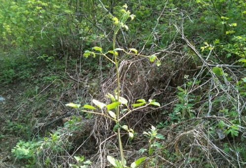 新一代中华红霞杨：北方气候干燥的救星