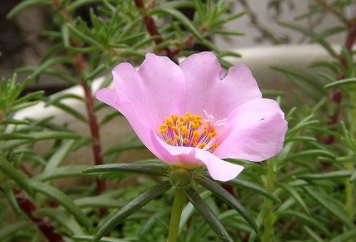 太阳花的生命力