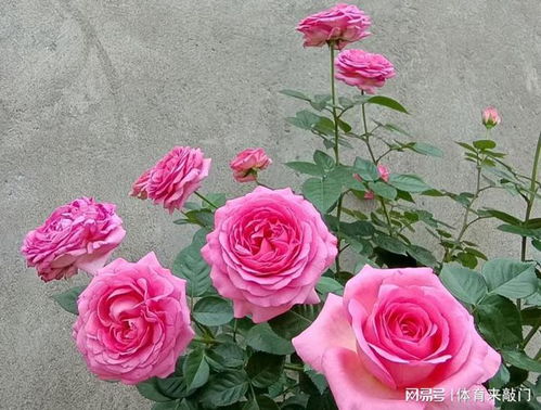 特拉芳特月季的香味之谜