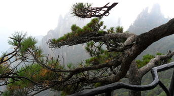 柏树的历史与象征意义