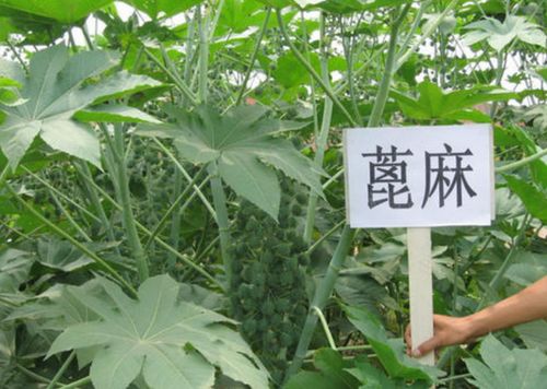 种子大小：大小与数量，有啥关系？