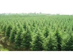 南京雪松基地探秘：价格揭秘大揭秘！