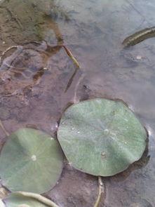 荷花的成长故事