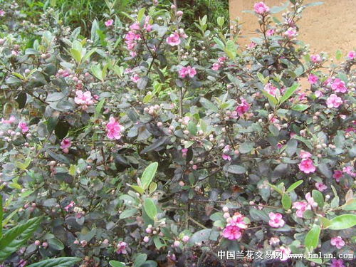 桃金娘种植：等花开果熟的日子