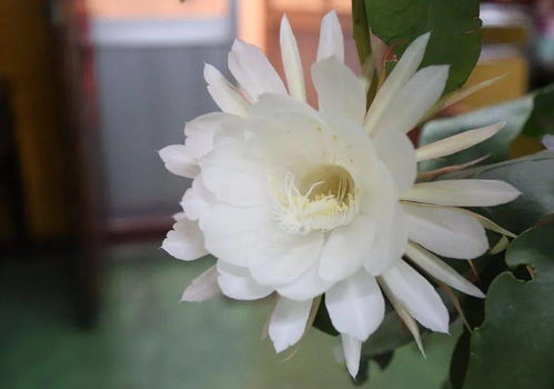 昙花绽放，夜幕何时降临
