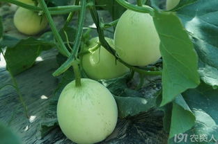 防治病虫害的方法