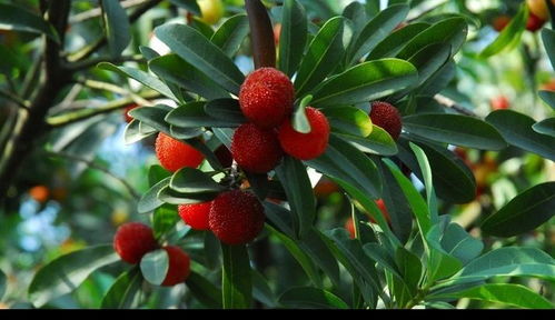 杨梅籽明年种植会必死吗？