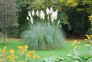 暗夜精灵的节律