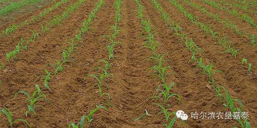 除草剂用量的影响因素