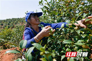 油茶籽采摘的最佳时间是什么时候？掌握采摘技巧对产量有影响吗
