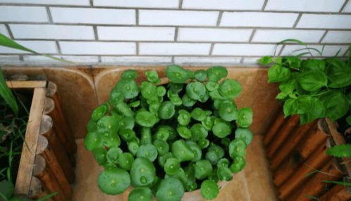 小苏打：养花界的隐藏神器