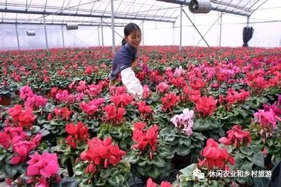 苗木基地与花卉市场：它们是同类农作物吗？