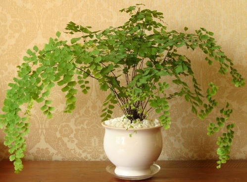 室内养植物盆栽，如何选择合适的光照