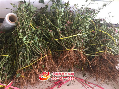 误区一：重剪是必须的