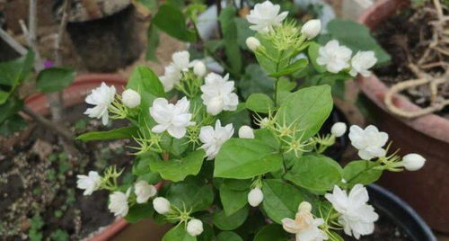 非洲茉莉夏天如何浇水？保持土壤微湿是关键吗