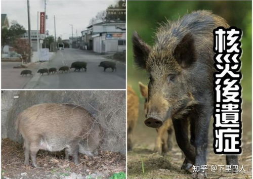 野公猪基因单一，缺乏杂交优势