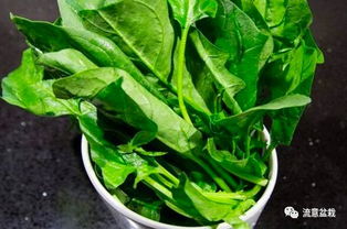 菠菜：生长适宜温度为15-20度