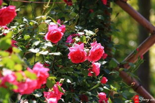 花期长不长，得堪天意