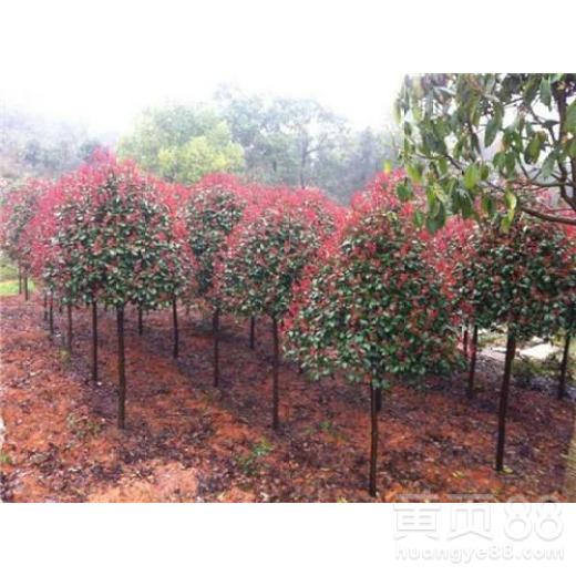 独特技术的秘密