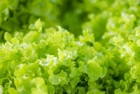 “绿色植物病害防控技术”