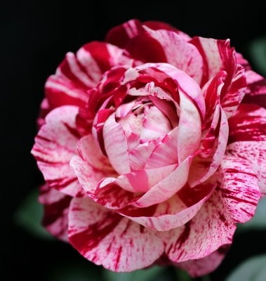 黑美人月季， 抖音上的花语