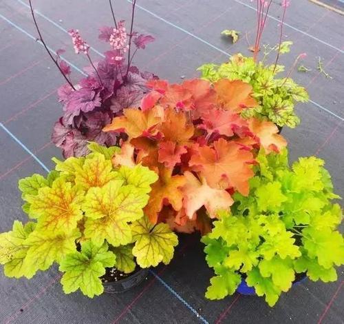 迎春花：百花之首， 春节前的使者