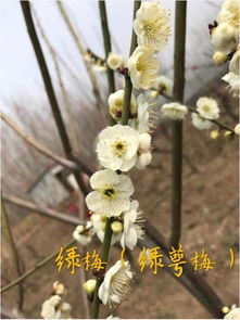 梅花土质适合什么盆栽配土？
