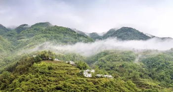 探寻秦岭南北的五大标志性草种