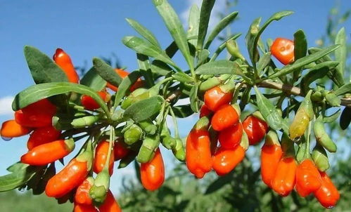 枸杞子种植关键技术有哪些，如何提高枸杞子产量和品质
