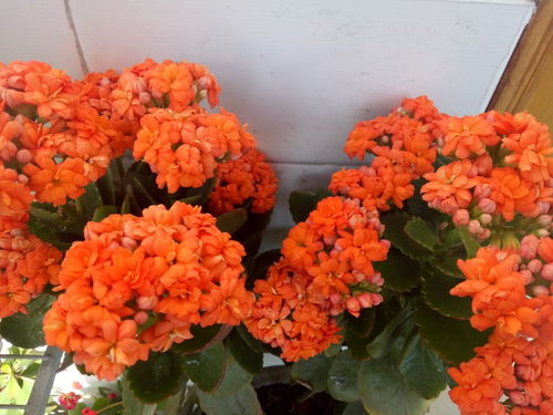 金莲花晒干，晒多久才是刚刚好？