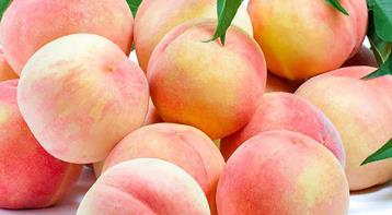 北方桃子什么时间成熟