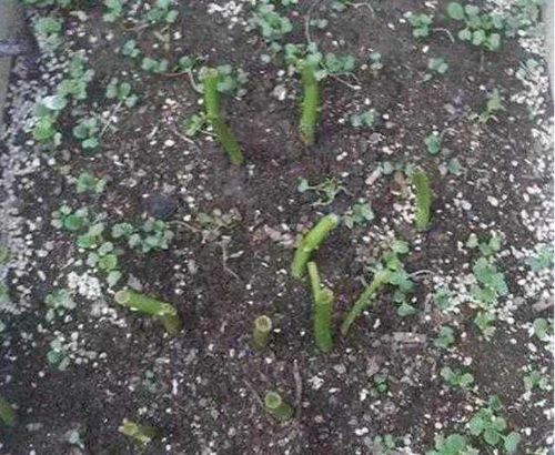 五月份种菜攻略：空心菜、 木耳菜、马齿苋