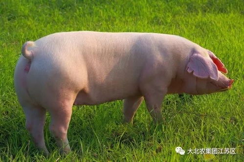 母猪体温39.5°C是否异常？揭秘猪体温正常范围！