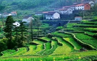 寻寻觅觅，河北省的山杏种子在哪里购买？