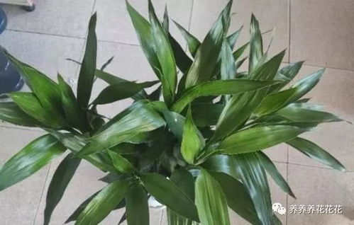 第一步：找出黄叶原因