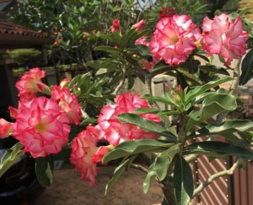 深盆种植， 根系发达