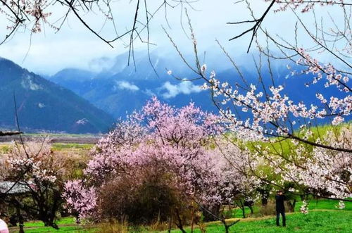 春天里桃花盛开，这些地方的花都开好啦