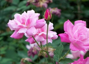 阳光的拥抱：光照的秘密