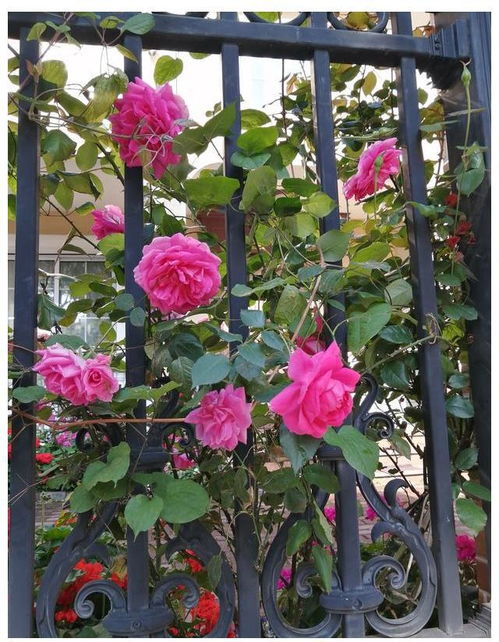 三、 郑州花卉市场小贴士