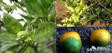 果树杀虫剂，喷洒时间，你懂了吗？