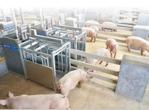 智能种猪测定系统：精准育种