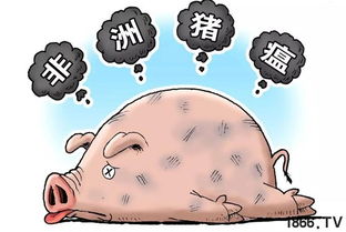 非洲猪瘟病毒存活时间与传播机制有何奥秘？