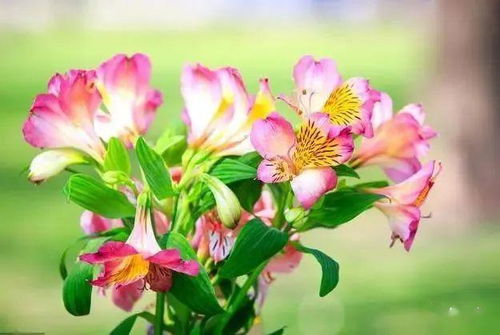 二、 光照管理要科学