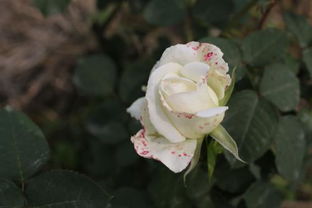 日常养护，防范黄斑点