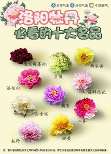 牡丹花开核心技巧，如何延长花期