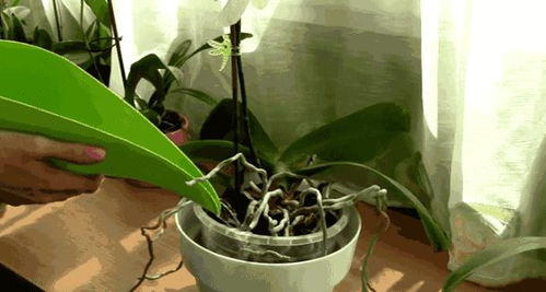 吊兰兰花养护易，品种差异大，养花达人必看！