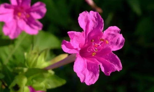 永恒紫色月季Timeless Purple的花期有多长这个？耐寒耐旱吗？