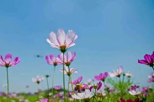 “花开向阳，绽放希望