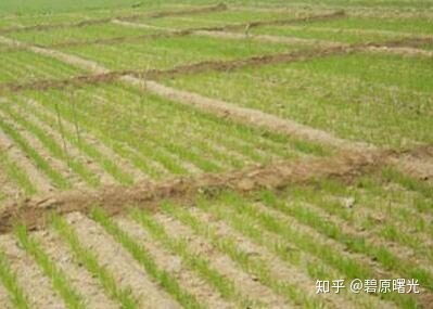 除草剂和芸苔素， 搭配有讲究