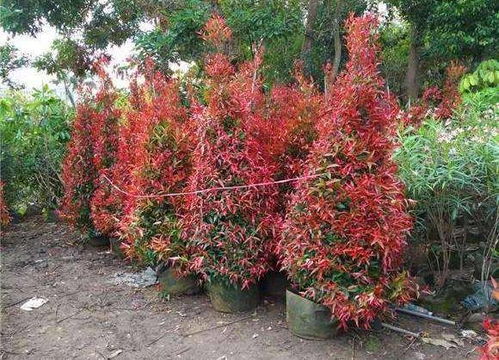 桃金娘的阳光舞蹈